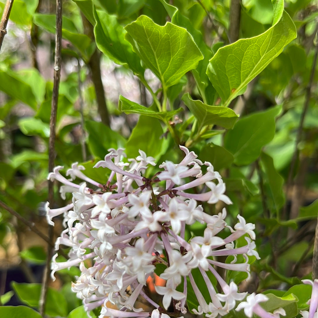 Little Lady Lilac | Syringa x 'Jeflady'