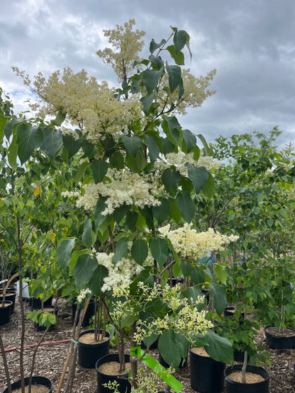 Snowdance Japanese Lilac Tree | Syringa reticulata 'Bailnce'