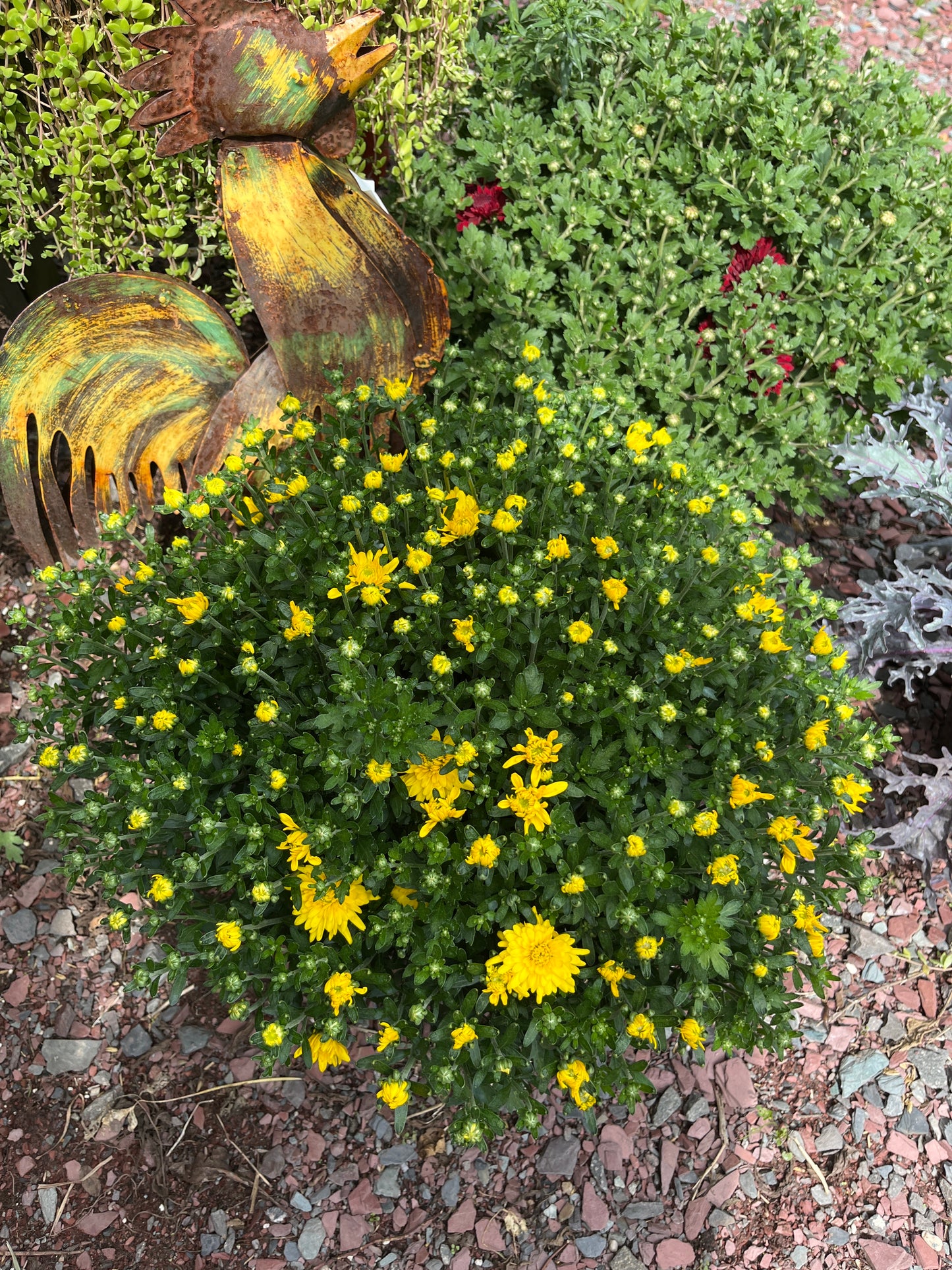 Fall Mums & Kale Assorted
