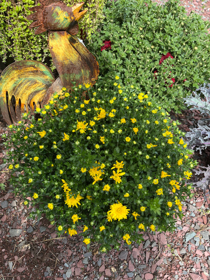 Fall Mums & Kale Assorted