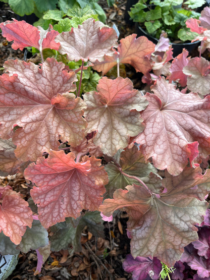 'Peachberry Ice' Coral Bells | Heuchera primo