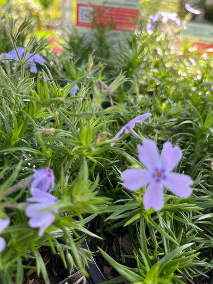 'Spring Blue' Creeping Phlox | Phlox subulata