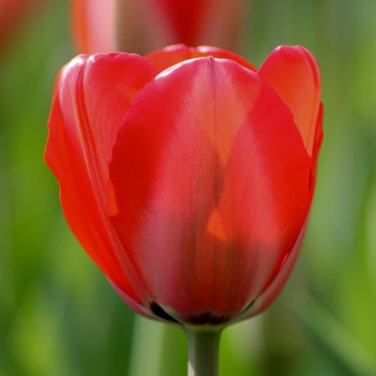 Tulips - Red Impression