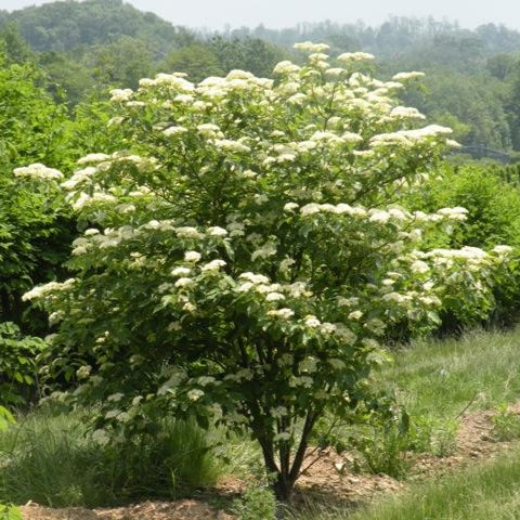 Pagoda Dogwood | Cornus alternifolia