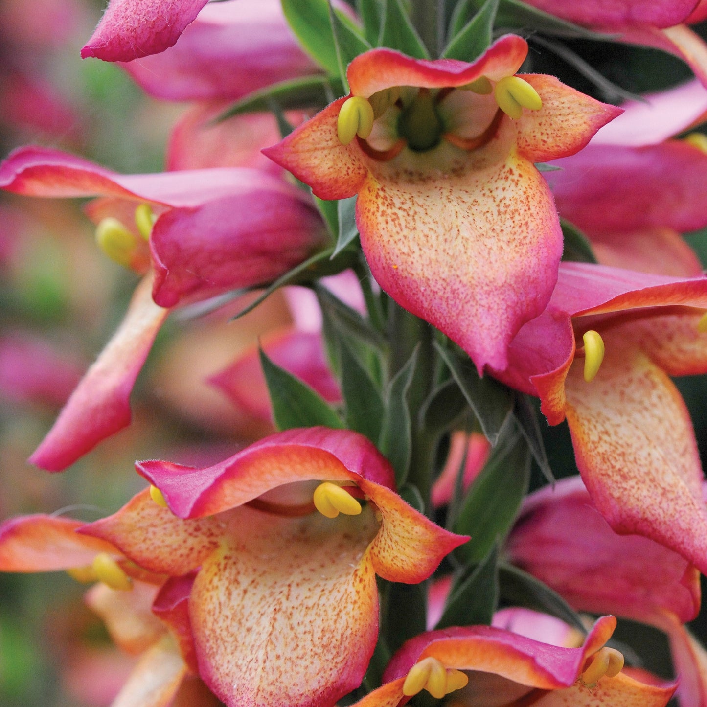 Illumination® Flame Hybrid Foxglove | Digiplexis 'Flame'