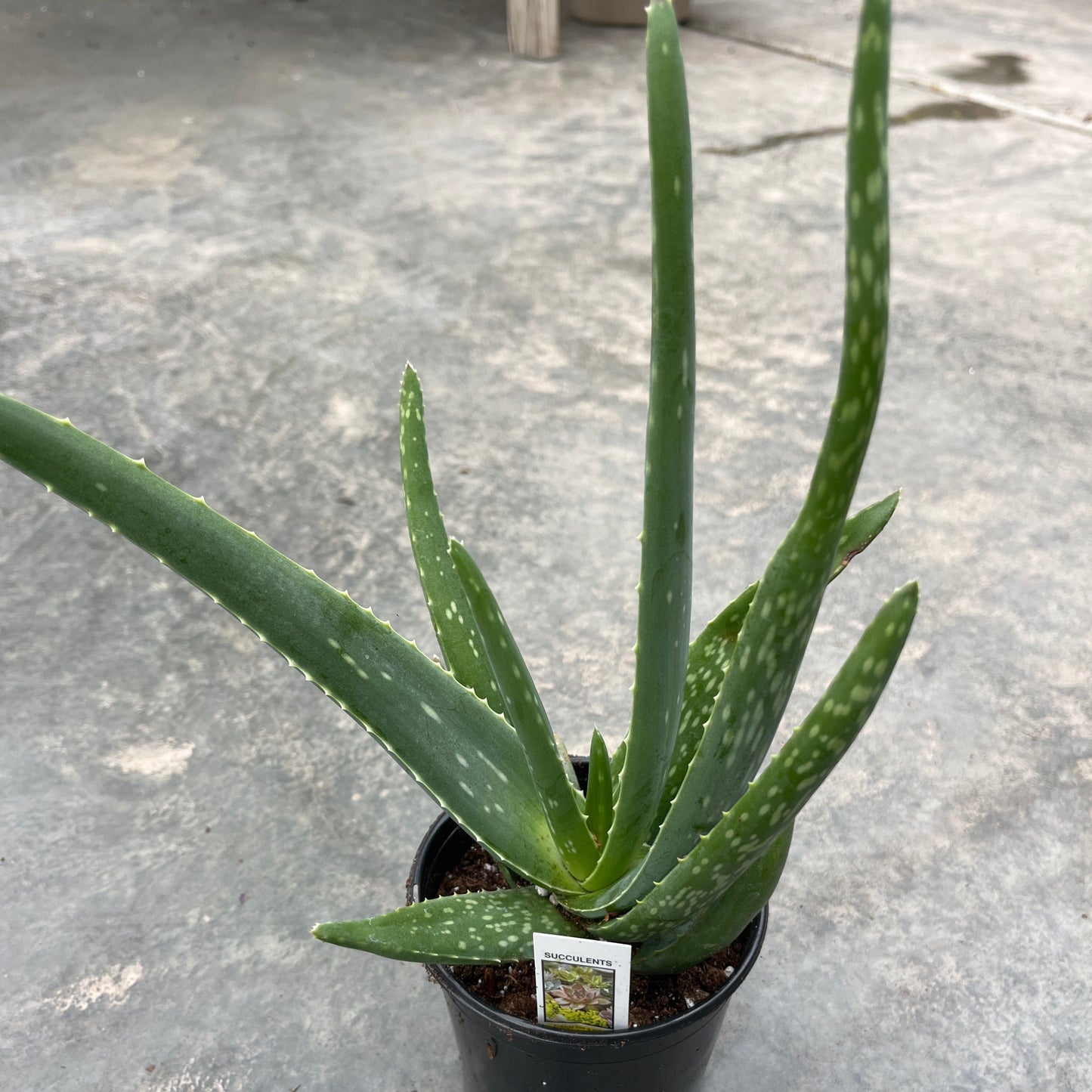 Aloe Vera | Aloe barbadensis miller