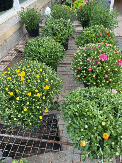 Fall Mums & Kale Assorted
