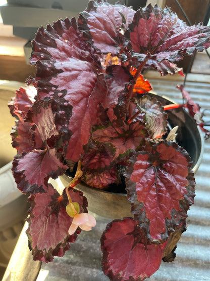 Mandy's Indoor Plants