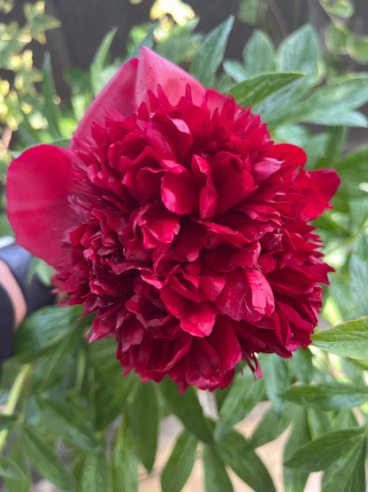'Red Charm' Peony | Paeonia lactiflora