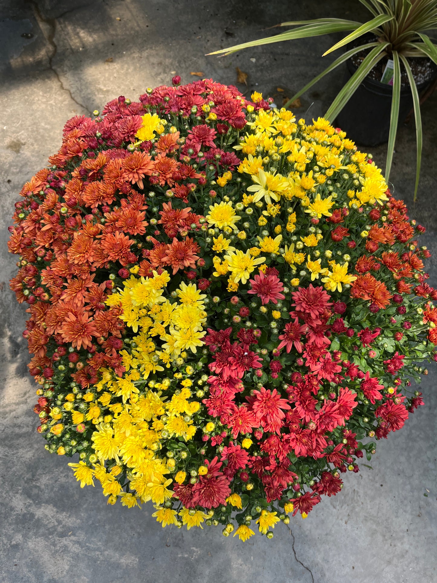 Fall Mums & Kale Assorted