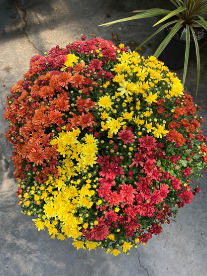 Fall Mums & Kale Assorted