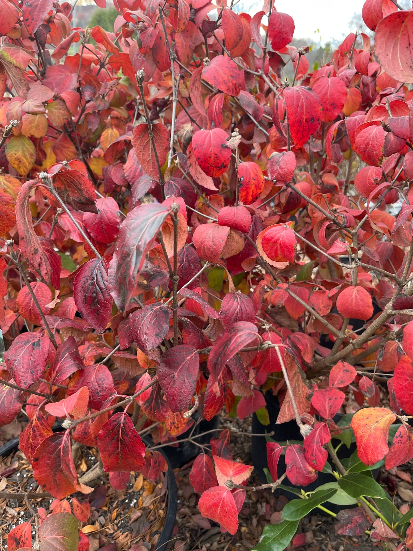 Spice Baby Viburnum | Viburnum carlesii