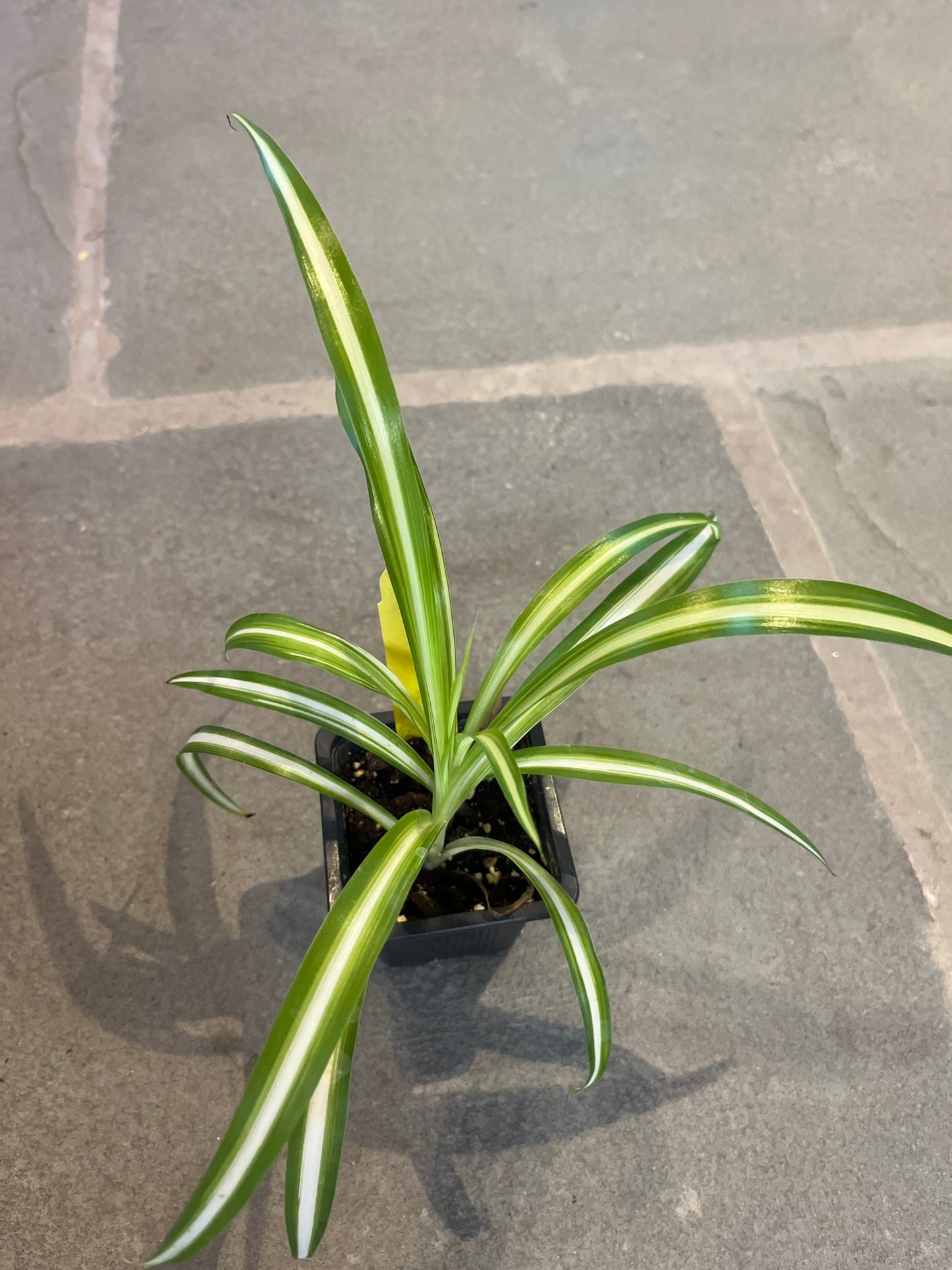 Mandy's Indoor Plants