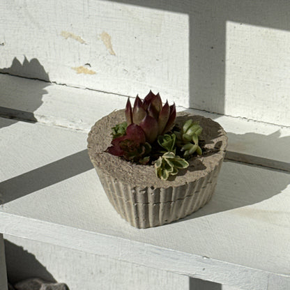 Succulent hearts