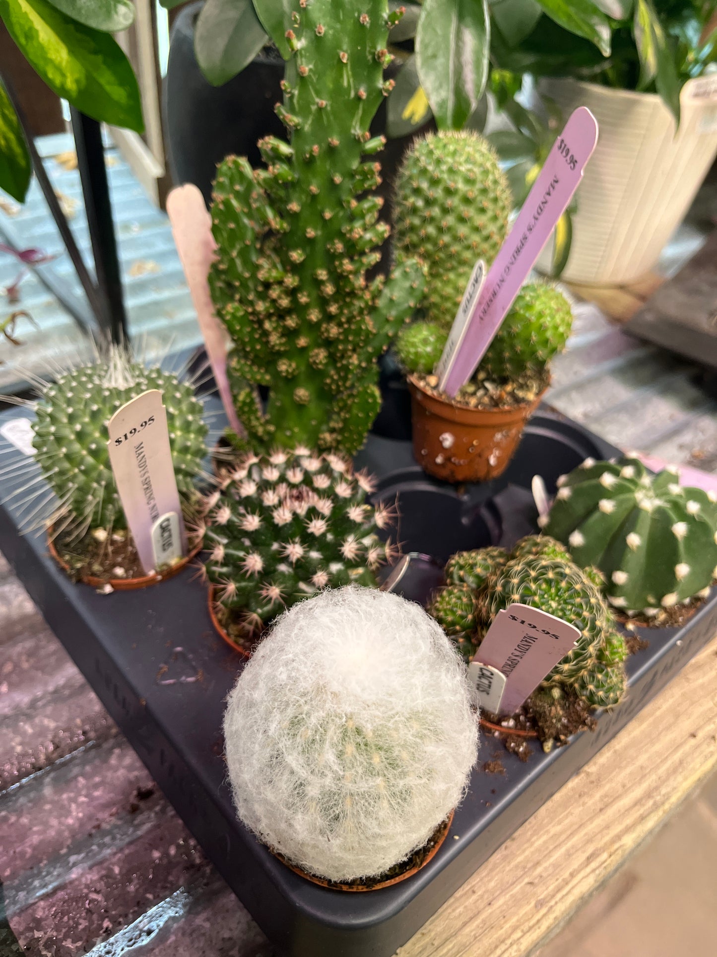 Cacti & Succulents (Assorted) | Assorted Cactaceae & Succulent species