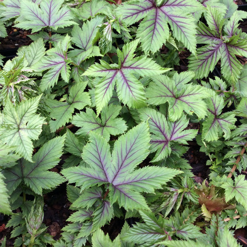 ‘Red Umbrellas’ Queen of the Prairie | Filipendula