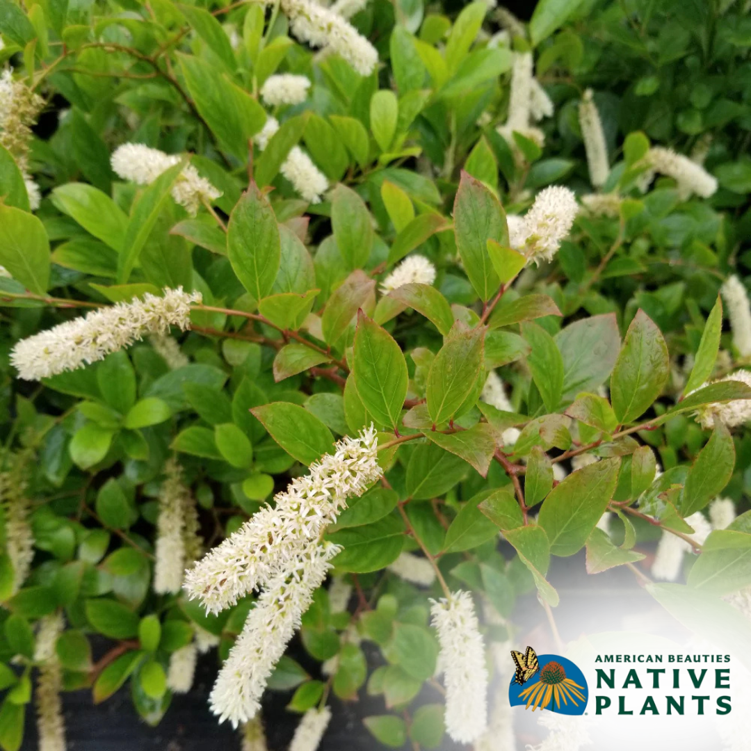 Fountains Of Rouge Sweetspire | Itea virginica