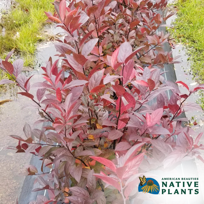 Fountains Of Rouge Sweetspire | Itea virginica