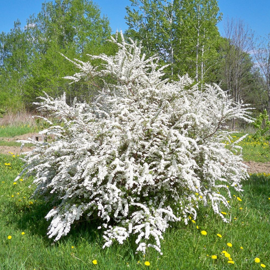 Renaissance Bridalwreath Spirea | Spiraea x vanhouttei