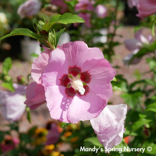 'Aphrodite' Hibiscus | Hibiscus syriacus