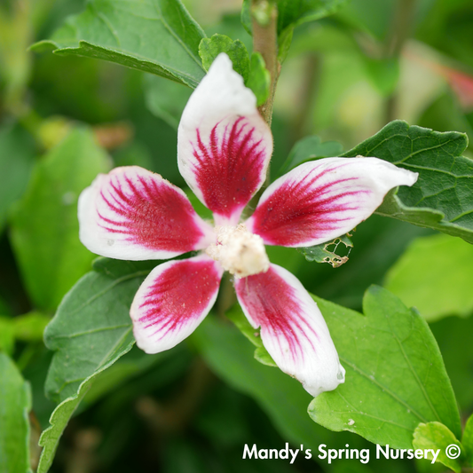 Lil' Kim Dwarf Rose of Sharon | Hibiscus syriacus