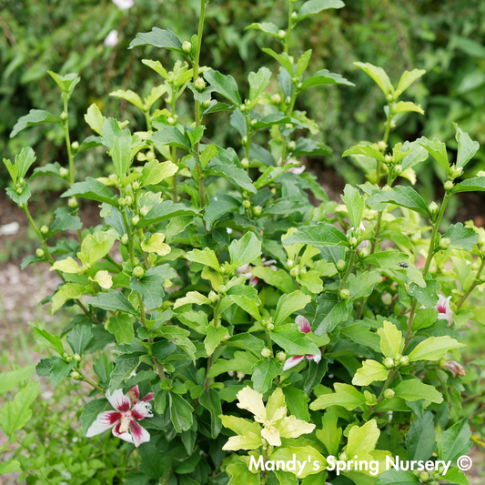 Lil' Kim Dwarf Rose of Sharon | Hibiscus syriacus