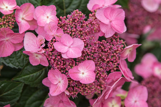 Pop Star Reblooming Bigleaf Hydrangea | Hydrangea macrophylla 'Bailmacsix'