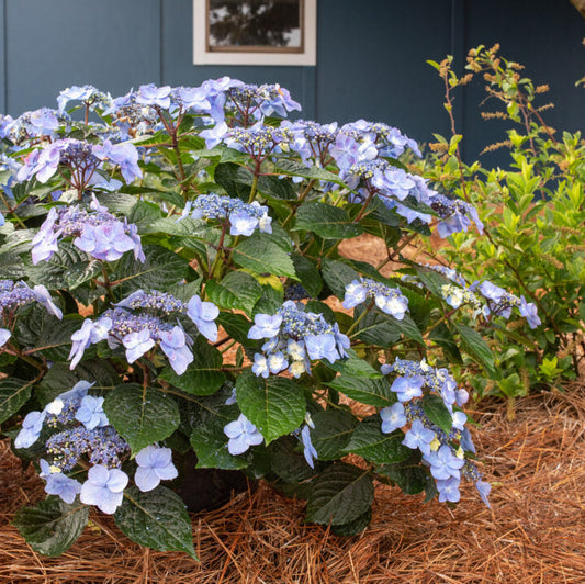 Pop Star Reblooming Bigleaf Hydrangea | Hydrangea macrophylla 'Bailmacsix'