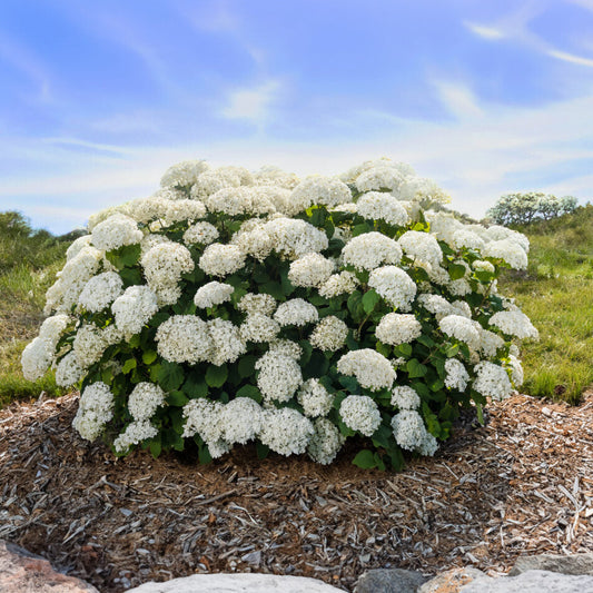 FlowerFull® Smooth Hydrangea | Hydrangea arborescens