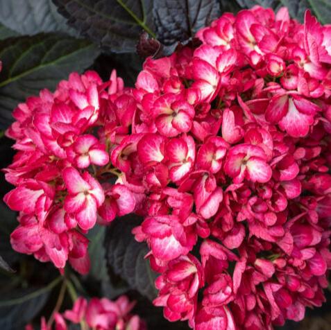 Eclipse® Bigleaf Hydrangea | Hydrangea macrophylla 'Bailmacseven'