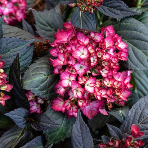 Eclipse® Bigleaf Hydrangea | Hydrangea macrophylla 'Bailmacseven'