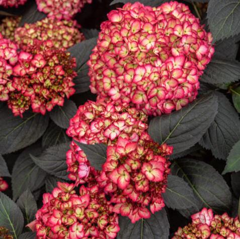 Eclipse® Bigleaf Hydrangea | Hydrangea macrophylla 'Bailmacseven'