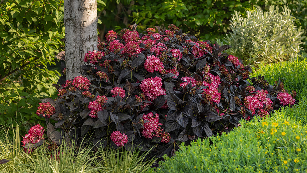 Eclipse® Bigleaf Hydrangea | Hydrangea macrophylla 'Bailmacseven'