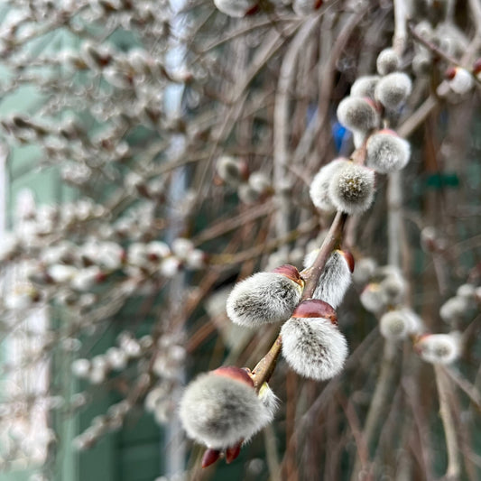 Weeping Pussy Willow | Salix caprea 'Pendula'