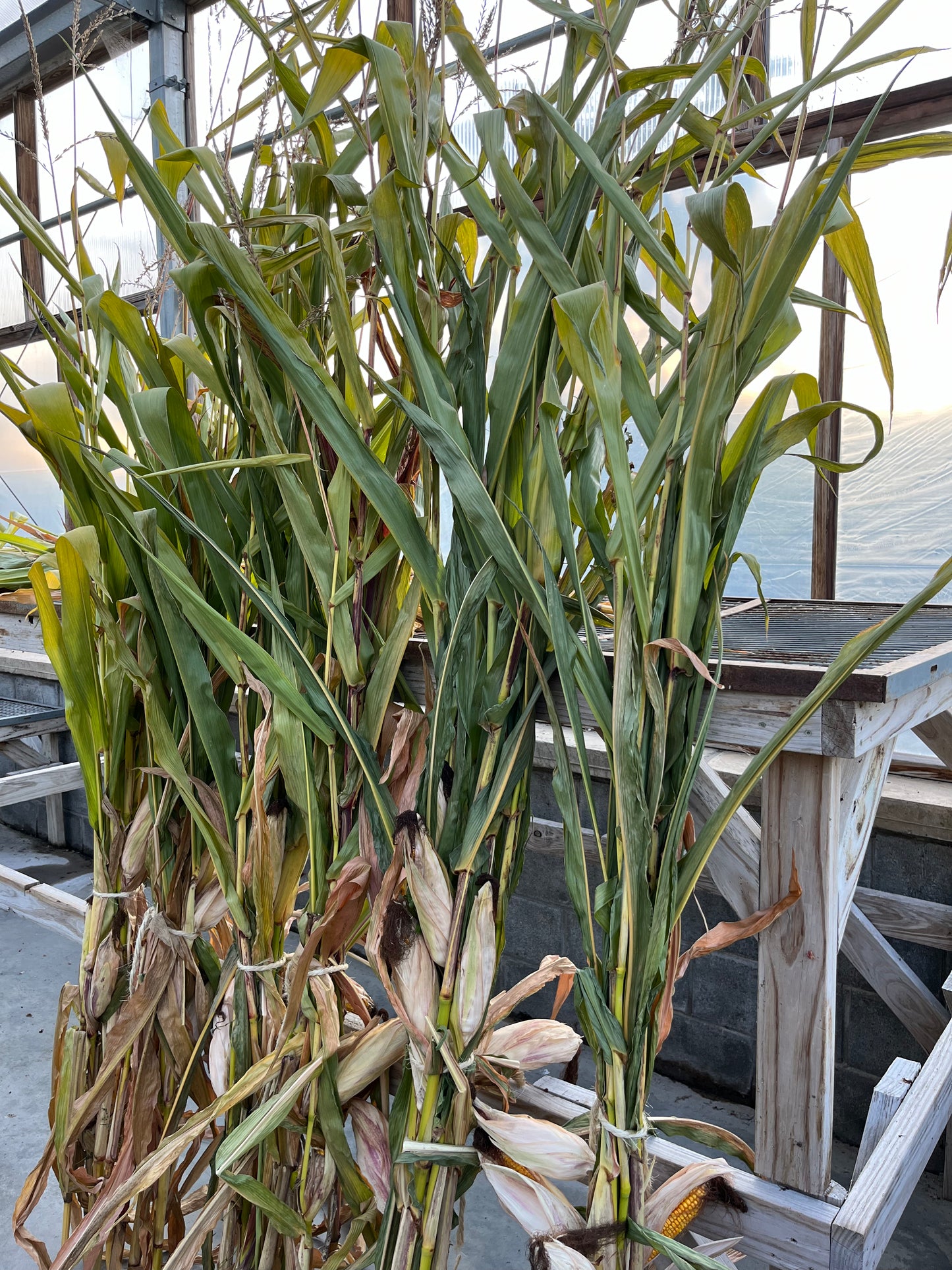 Fall Annual Cornstalk Bunch