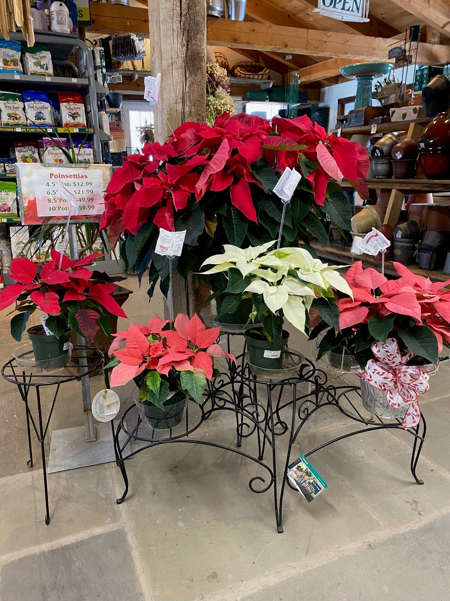 Poinsettia - Live Plant