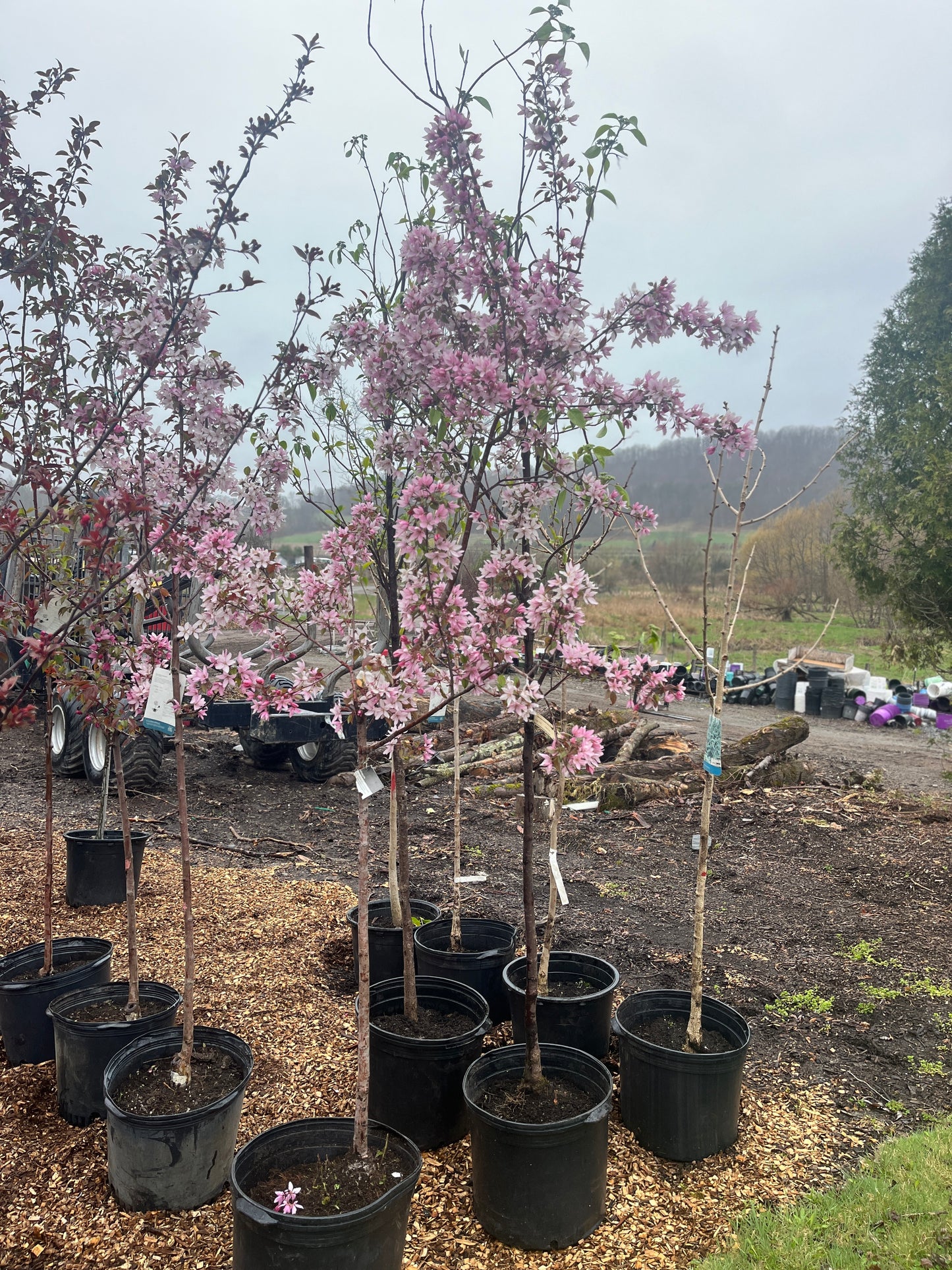 Pink Spires Crabapple | Malus 'Pink Spires'