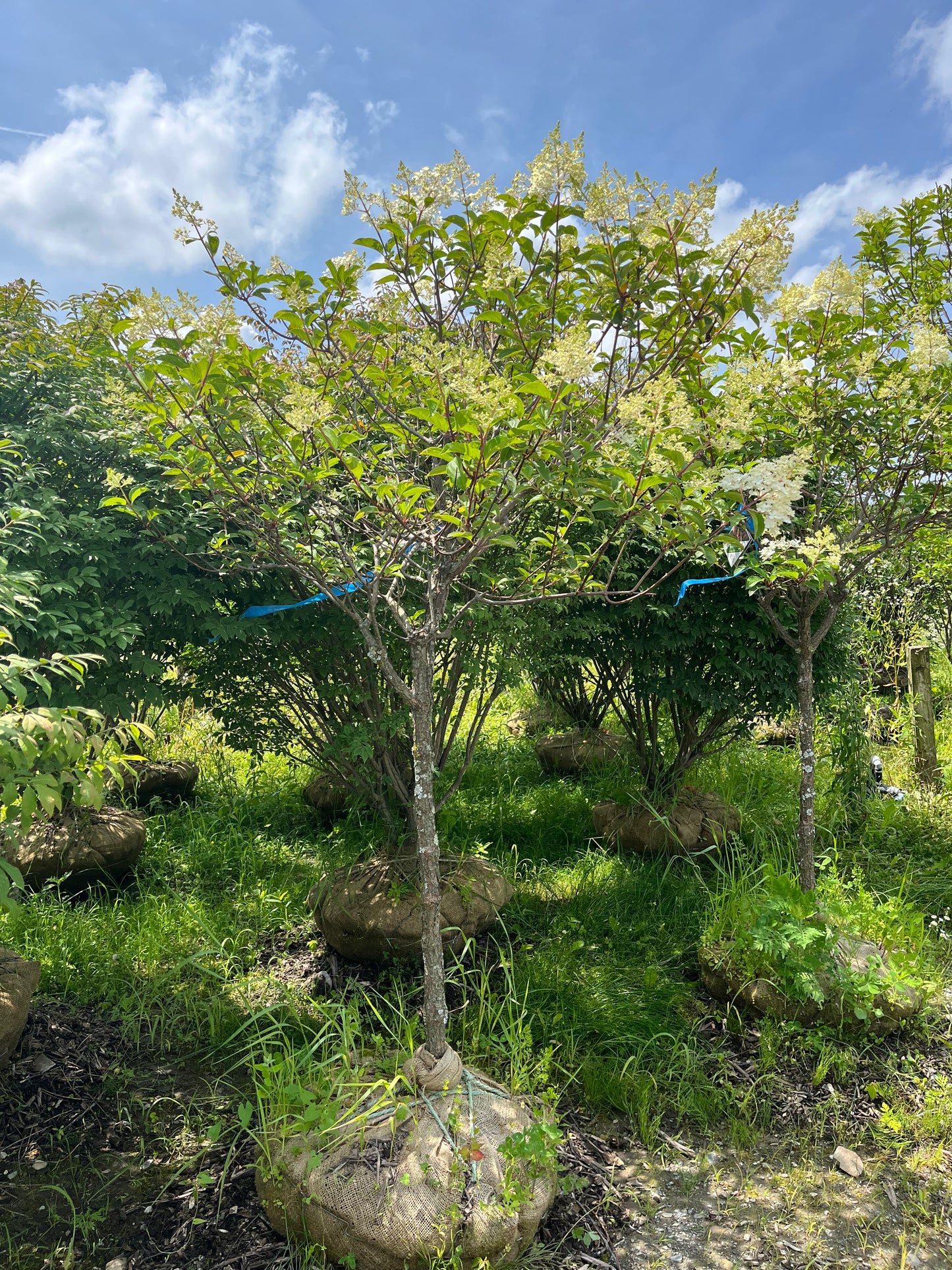 Quick Fire Hydrangea Tree | Hydrangea paniculata 'Bulk'