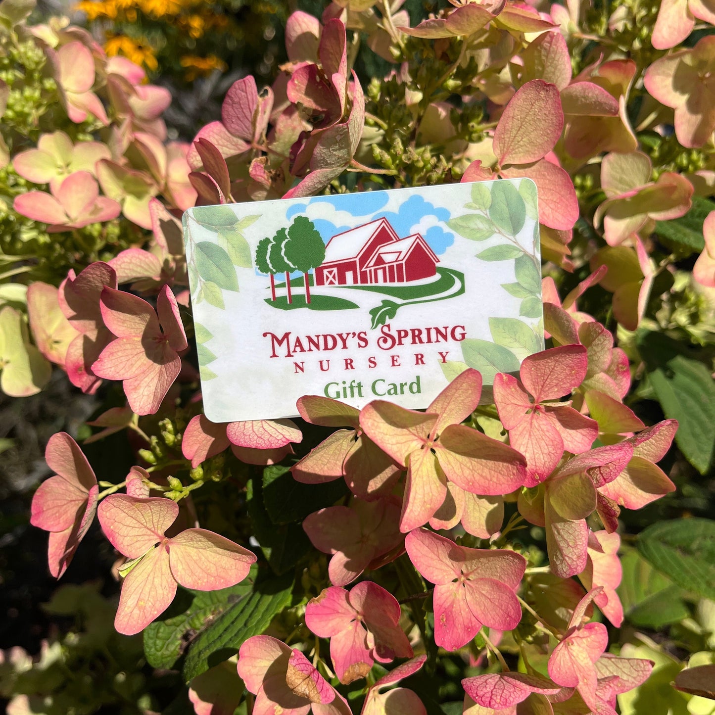 Mandy's Spring Nursery Gift Card