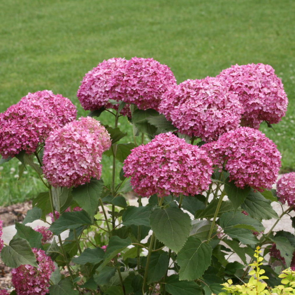 Invincibelle Mini Mauvette | Hydrangea arborescens