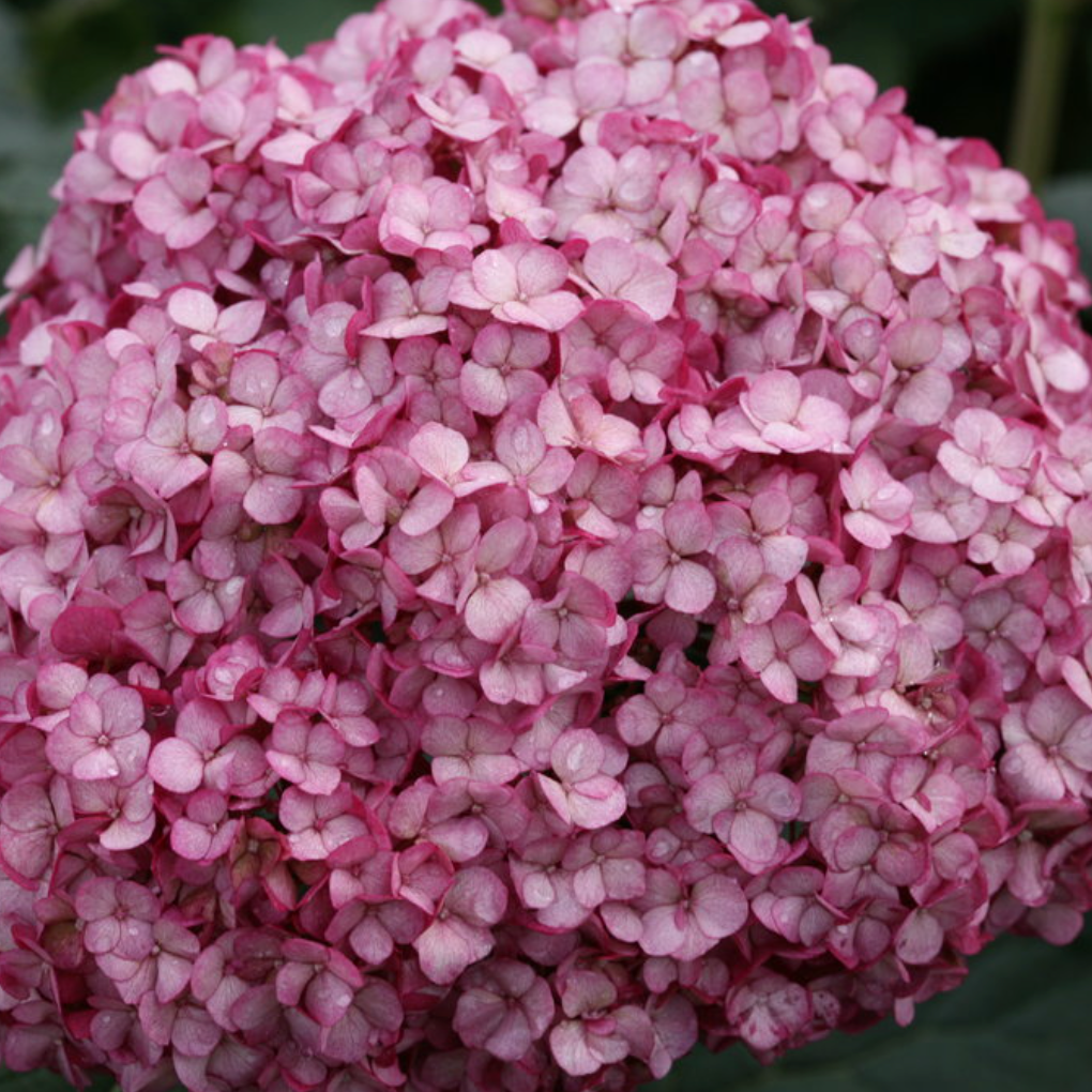 Invincibelle Mini Mauvette | Hydrangea arborescens