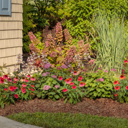 Invincibelle Mini Mauvette | Hydrangea arborescens