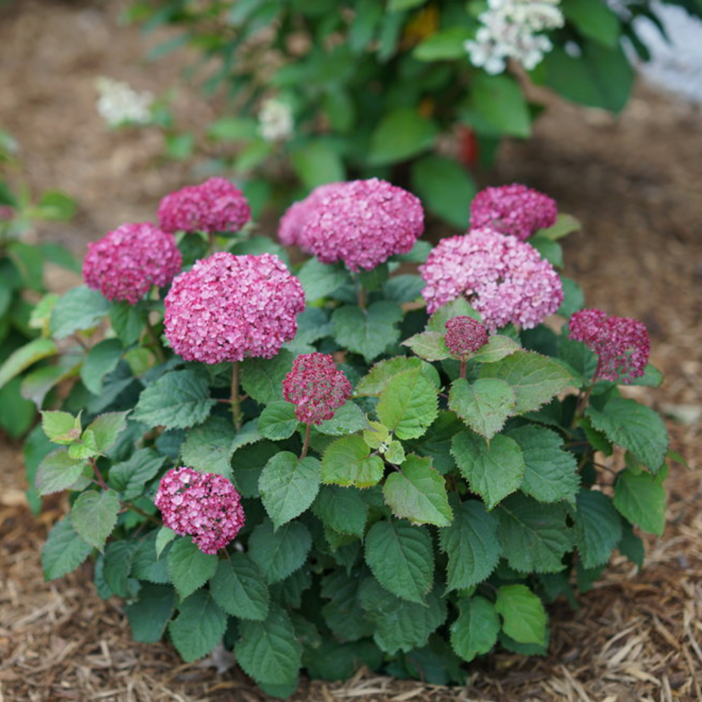 Invincibelle Mini Mauvette | Hydrangea arborescens