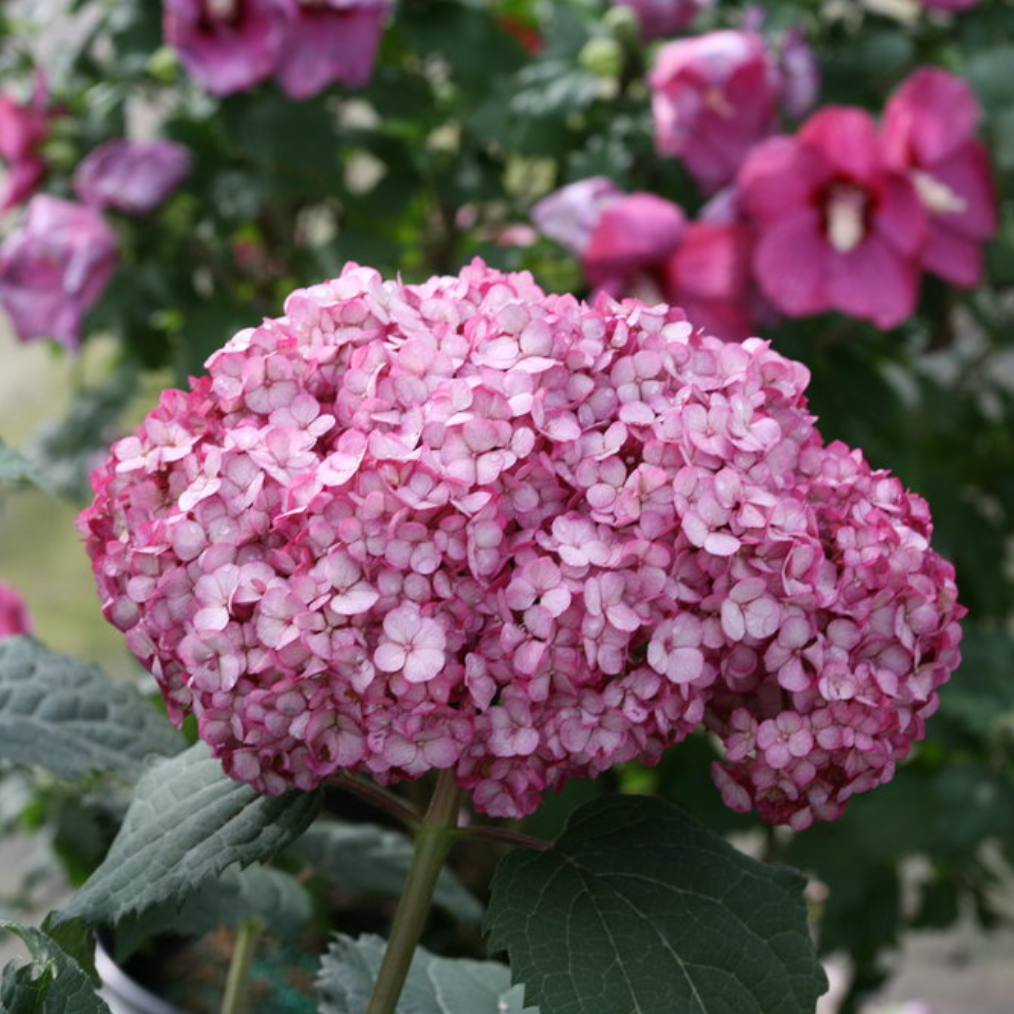 Invincibelle Mini Mauvette | Hydrangea arborescens