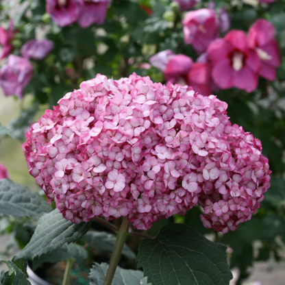 Invincibelle Mini Mauvette | Hydrangea arborescens