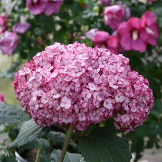Invincibelle Mini Mauvette | Hydrangea arborescens