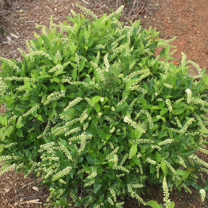 Love Child® Sweetspire | Itea virginica 'Bailteaone'