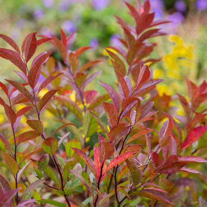 Love Child® Sweetspire | Itea virginica 'Bailteaone'