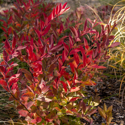 Love Child® Sweetspire | Itea virginica 'Bailteaone'
