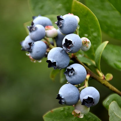 Northblue Blueberry | Vaccinium
